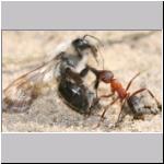 Andrena vaga -x- Waldameise 09.jpg